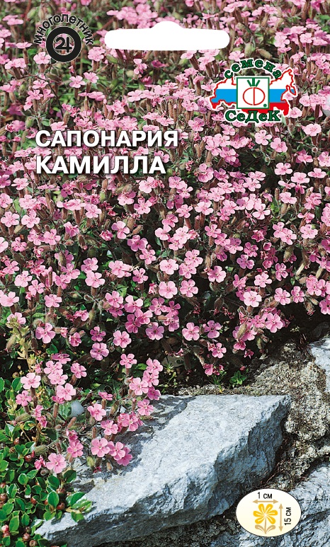 Сапонария Камилла базиликолистная, розовая (Седек) М