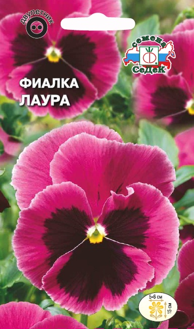 Фиалка-Витрокка Лаура лилово-розовая с черным пятном (Седек) Д