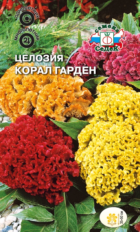 Целозия Корал гарден гребенчатая, низкорослая смесь цветов (Седек) О